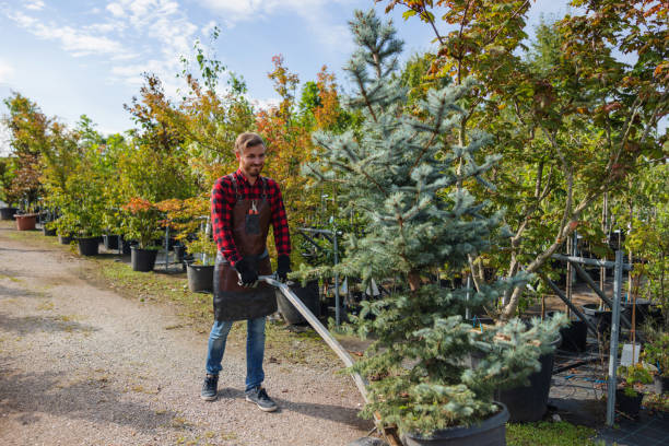 Best Hazardous Tree Removal  in Greenfield, MN